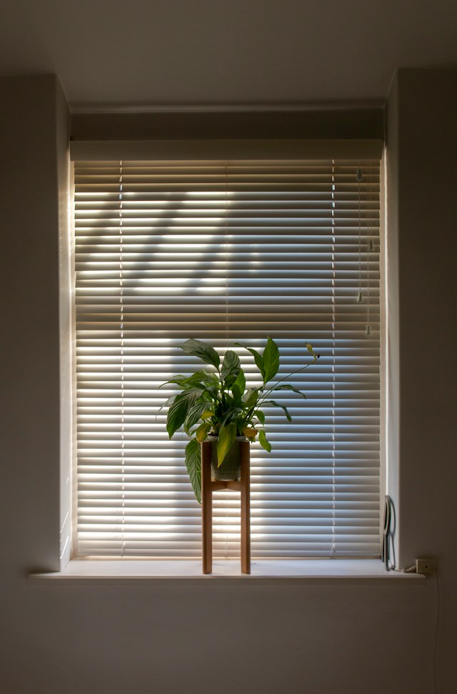 Plant in front of closed blind with glimpses of sunlight coming through